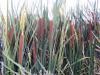 Typha Shuttleworthii