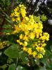 Mahonia iek