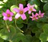 Oxalis