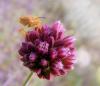 Allium