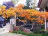 Rhus Typhina