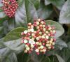 Viburnum Tinus