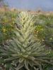 Verbascum..