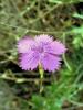 Dianthus Zonatus