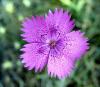 Dianthus Zonatus 2