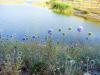 Echinops Ritro