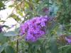 Buddleia Davidii