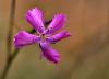 Dianthus