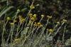 Helicrysum sp. / Kır Çiçekleri