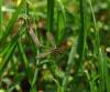 ayr Sinekleri / Crane Fly