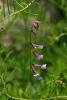 Vicia sp.