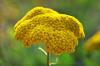 Kr iei / Achillea sp.