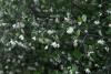 Styrax officinalis / al