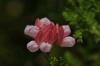 Coronilla Varia