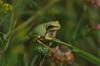 Hyla savignyi / Levanten Ağaç Kurbağası / Yeşil Kurbağa