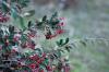 Cotoneaster Salicifolia