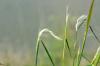 Stipa sp. / Kr Bitkisi