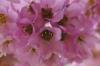 Bergenia