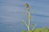 Ferula sp. / Antalya