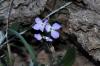 Hesperis sp.