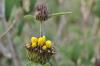 Phlomis