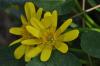 Ranunculus Picaria / Kır Çiçekleri