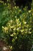 Cytisus Praecox