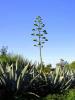 Agave Americana