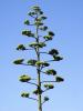 Agave Americana iek