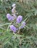 Vitex Agnus Castus