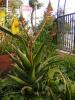 Aloe