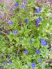 Anagallis ( Fare Kula )