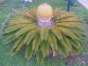 Cycas 2