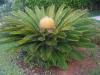 Cycas