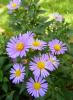 Aster