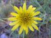 Tragopogon