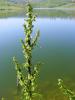 Rumex