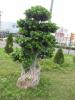 Ficus Bonsai 2