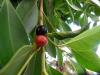 Ficus Benjamina  Meyveleri