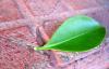 Ficus Benjamina / Yaprak St