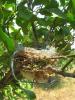 Limon Ağacında Kuş Yuvası