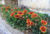 gaillardia