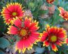 Gaillardia