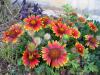 Gaillardia