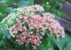 Sedum Joy