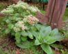 Sedum Joy