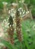 Plantago