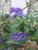 Solanum