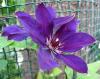 Mor Clematis