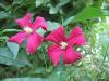 Pembe Clematis